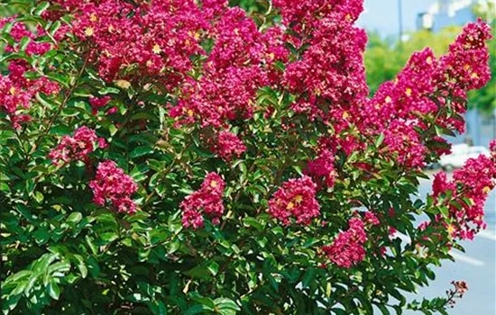 Lagerstroemia indica 'Carolina Beauty'