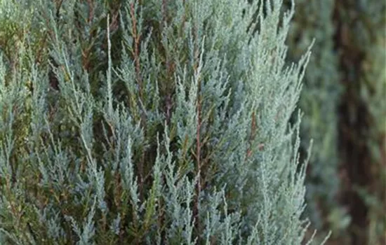 Juniperus scopulorum 'Skyrocket'