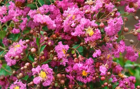 Lagerstroemia indica 'Catawba'