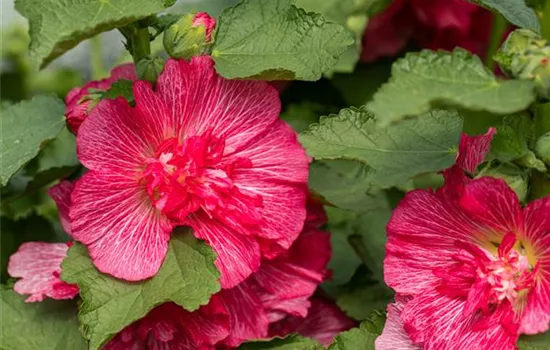 Alcea rosea 'rot gefüllt'
