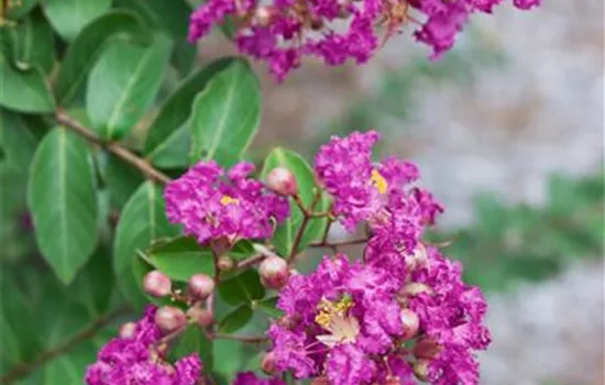 Lagerstroemia indica 'Centennial'