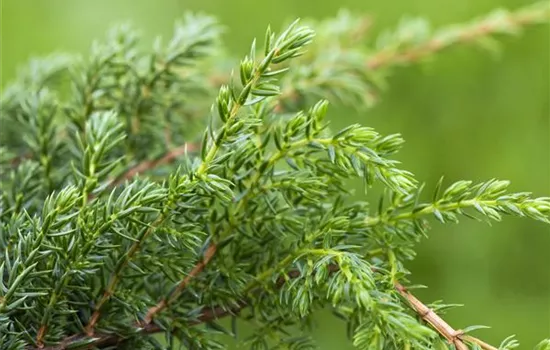 Juniperus squamata 'Holger'