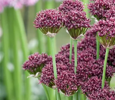Allium atropurpureum