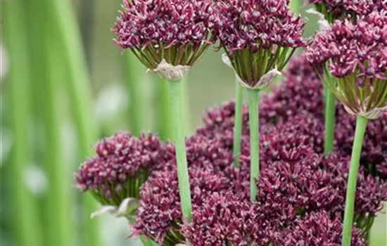 Allium atropurpureum