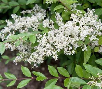 Ligustrum sinense Sunshine