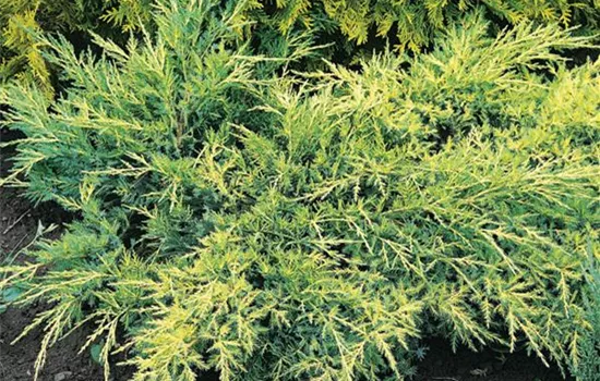 Juniperus x pfitzeriana 'Daub's Frosted'