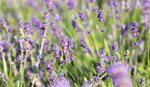 Garten-Lavendel