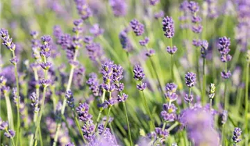 Garten-Lavendel
