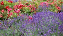 Garten-Lavendel