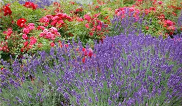 Garten-Lavendel