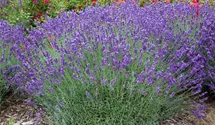 Garten-Lavendel