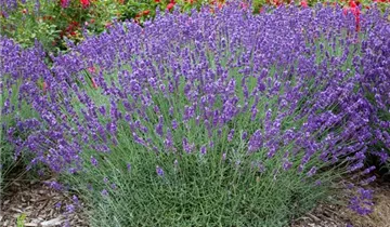 Garten-Lavendel