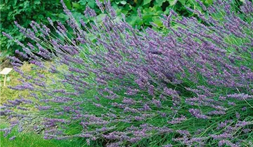 Garten-Lavendel