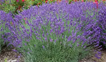 Garten-Lavendel