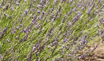 Garten-Lavendel
