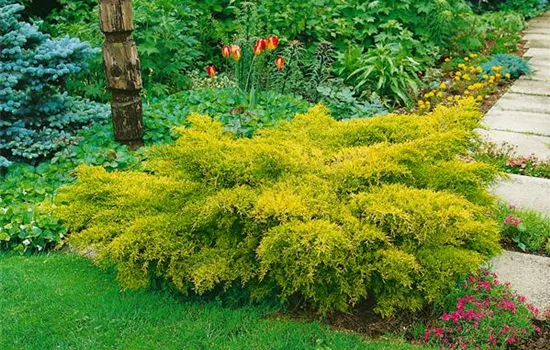 Juniperus x pfitzeriana 'Saybrook Gold'