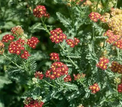 Achillea millefolium 'Strawberry Seduction'