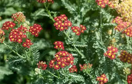 Achillea millefolium 'Strawberry Seduction'