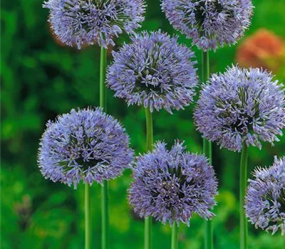 Allium caeruleum