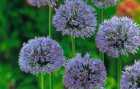 Allium caeruleum