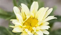 Garten-Margerite 'Banana Cream'