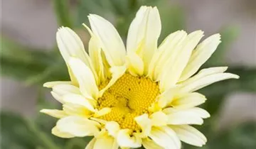 Garten-Margerite 'Banana Cream'