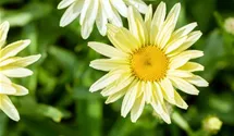 Garten-Margerite 'Banana Cream'
