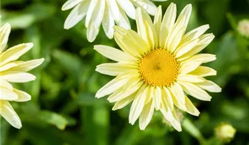 Garten-Margerite 'Banana Cream'