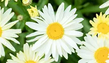 Garten-Margerite 'Banana Cream'