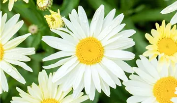 Garten-Margerite 'Banana Cream'