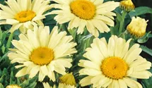 Garten-Margerite 'Banana Cream'