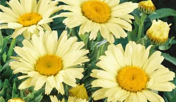 Garten-Margerite 'Banana Cream'