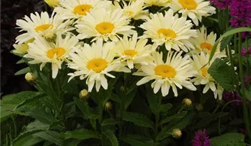 Garten-Margerite 'Banana Cream'