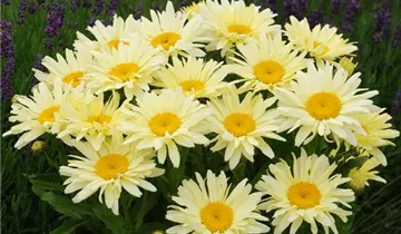 Garten-Margerite 'Banana Cream'