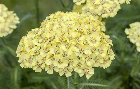 Achillea millefolium, gelb, in Sorten