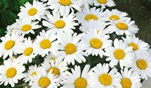 Garten-Margerite 'Dwarf Snow Lady'
