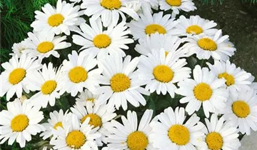 Garten-Margerite 'Dwarf Snow Lady'