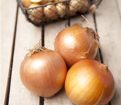 Allium cepa Bamberger