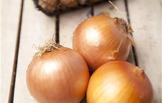 Allium cepa Bamberger