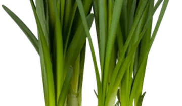 Sommer-Knotenblume