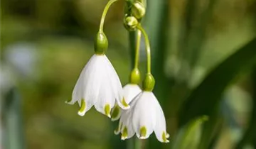 Sommer-Knotenblume