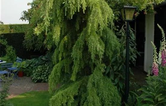 Larix decidua 'Pendula'