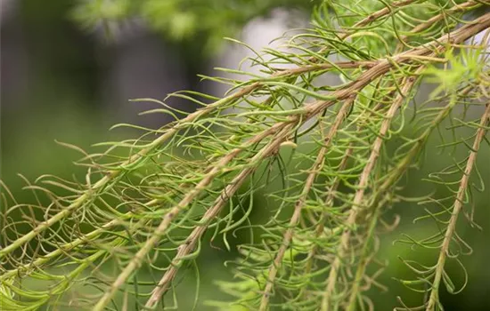 Larix decidua 'Puli'