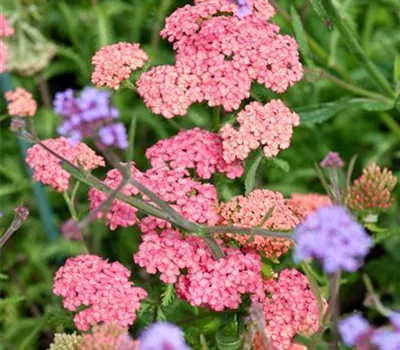 Achillea Tutti Frutti Apricot Delight