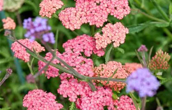 Achillea Tutti Frutti Apricot Delight