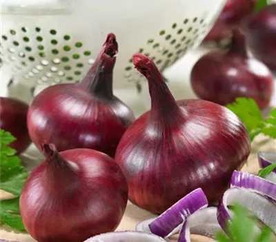 Allium cepa 'Czardas'