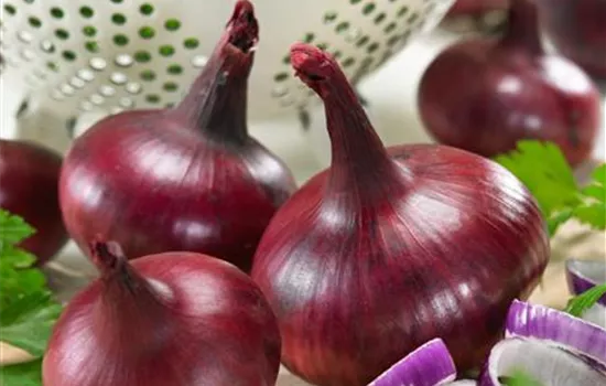 Allium cepa 'Czardas'