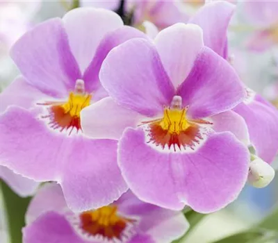 Miltonia, in Sorten