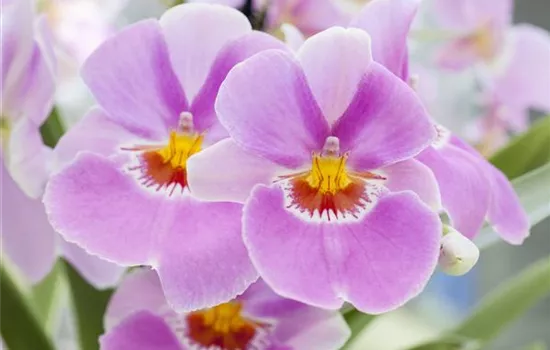 Miltonia, in Sorten