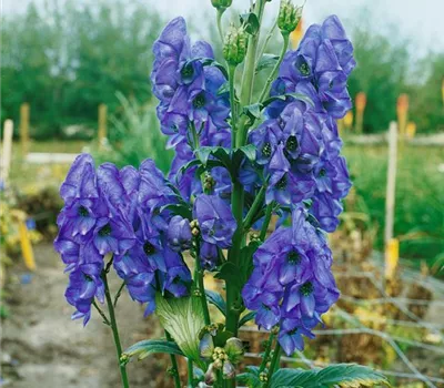 Aconitum carmichaelii Arendsii